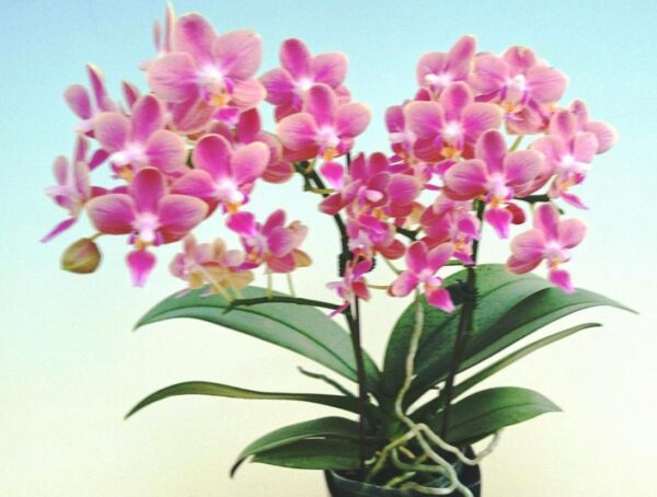 ароматная азиатская орхидея