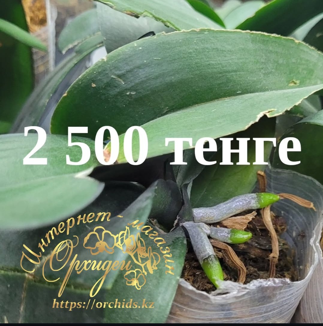 Орхидея фаленопсис микс 2 Орхидея фаленопсис микс — изображение 2