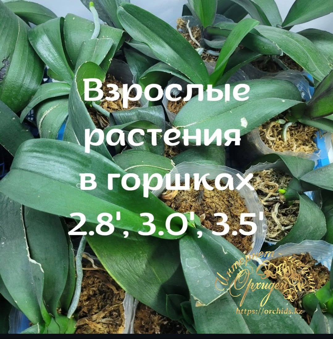 Орхидея фаленопсис микс 3 Орхидея фаленопсис микс — изображение 3