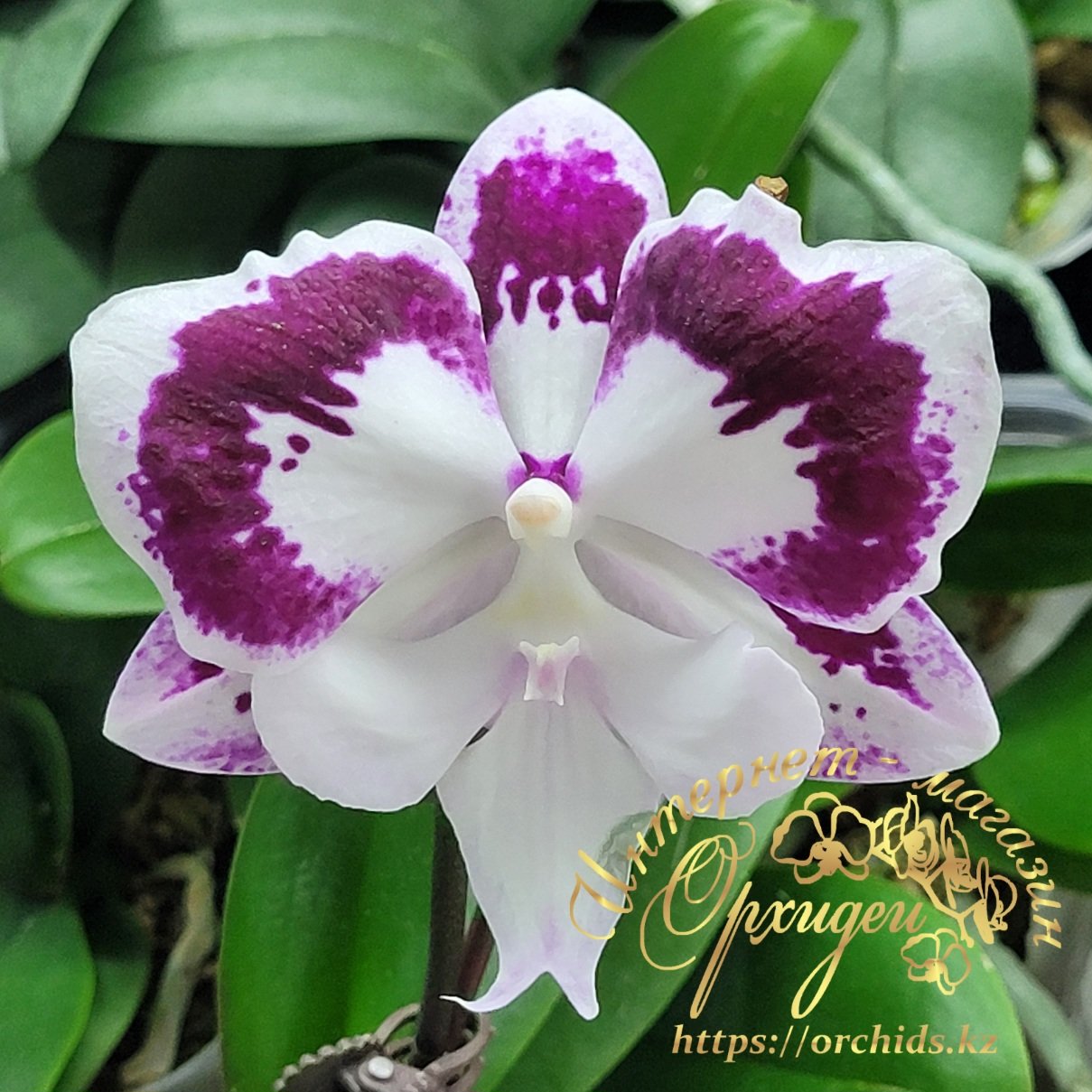 Phal. Tinkerbell 1 Phal. Tinkerbell