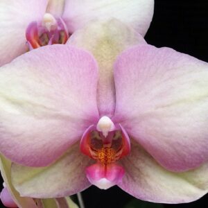 Phal. Rainbow