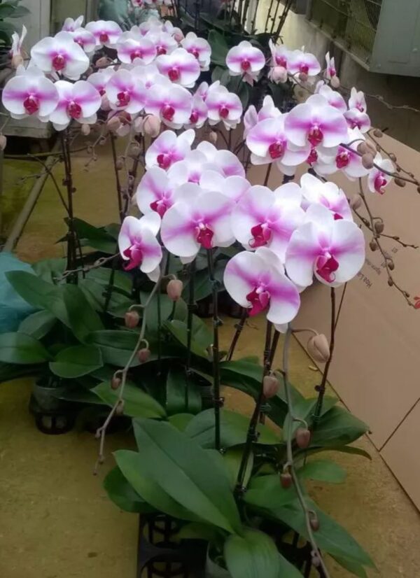 Phal. Butterfly