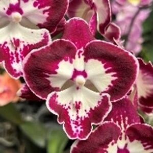 Phal. Dharma