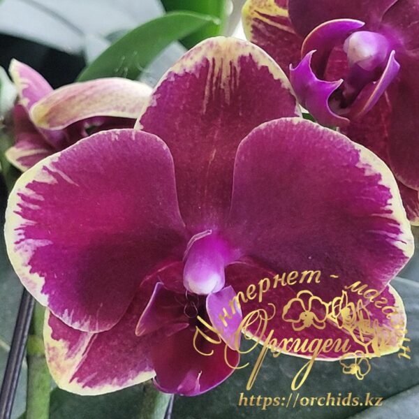 Phal. Fangmei Sweet 1456