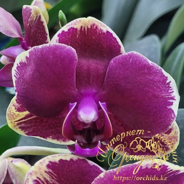Phal. Fangmei Sweet 1456 — изображение 5