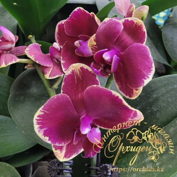 Phal. Fangmei Sweet 1456 — изображение 4