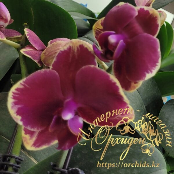 Phal. Fangmei Sweet 1456 — изображение 3