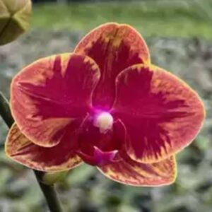 Phal. Fangmei Sweet 1456