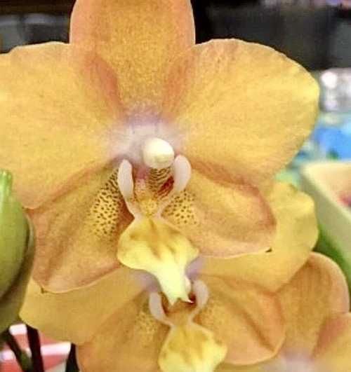 Phal. I-Hsin Maple Valley