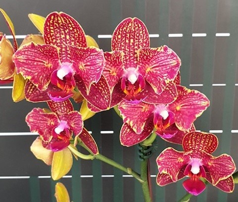 Phal. I-Hsin Claire 551 (peloric - 2 eyes)