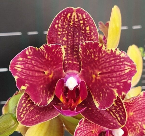Phal. I-Hsin Claire 551 (peloric - 2 eyes)