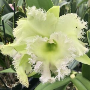 Rlc. Golf Green 'Hair Pig'