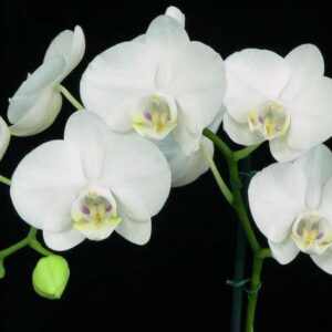 Phal. Amabilis