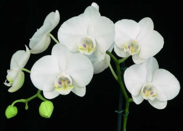 Phal. Amabilis