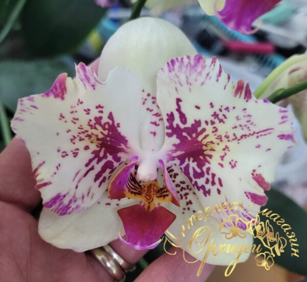 Phal. I-Hsin Spot Leopard peloric — изображение 3