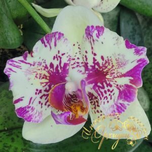 Phal. I-Hsin Spot Leopard peloric