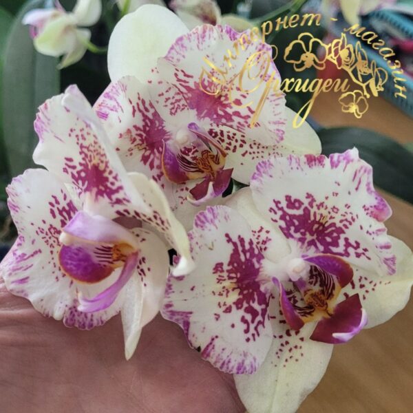 Phal. I-Hsin Spot Leopard peloric — изображение 5