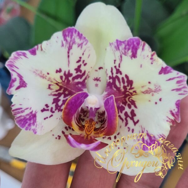 Phal. I-Hsin Spot Leopard peloric — изображение 2
