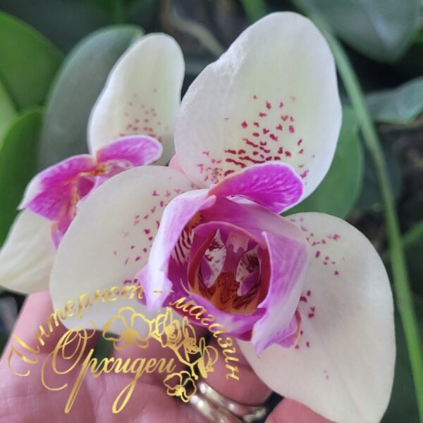 Phal. I-Hsin Spot Leopard peloric — изображение 8
