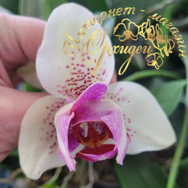 Phal. I-Hsin Spot Leopard peloric — изображение 6