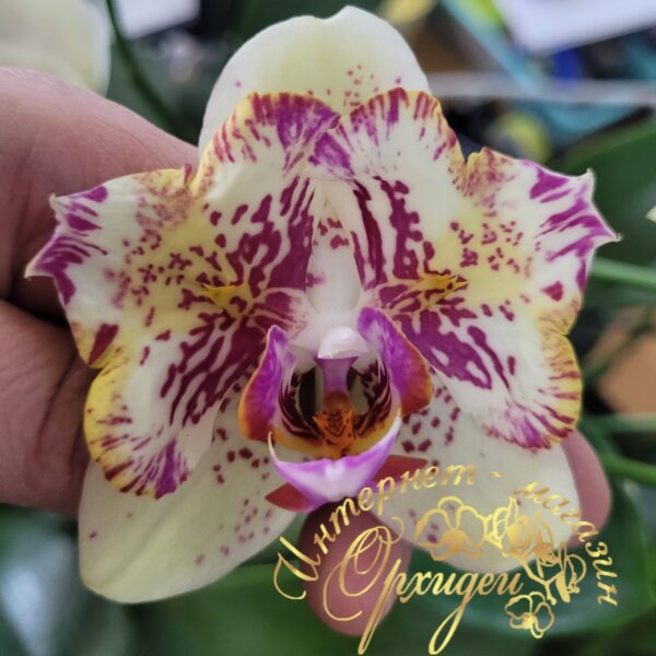 Phal. I-Hsin Spot Leopard peloric — изображение 4