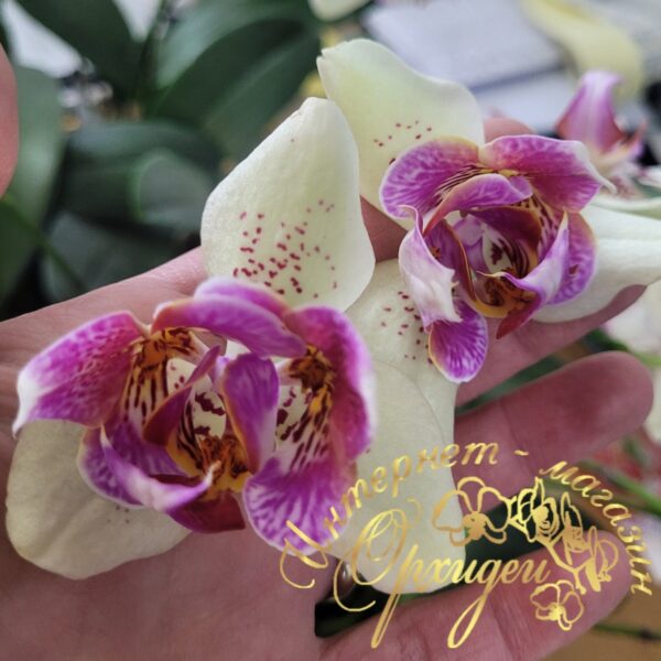 Phal. I-Hsin Spot Leopard peloric — изображение 7