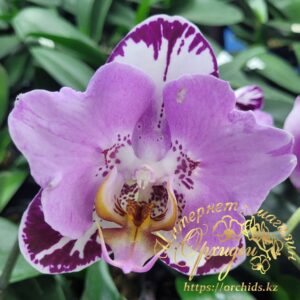 Phal. Fangmei Black Piano