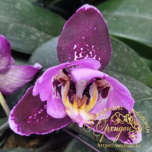 Phal. Fangmei Black Piano