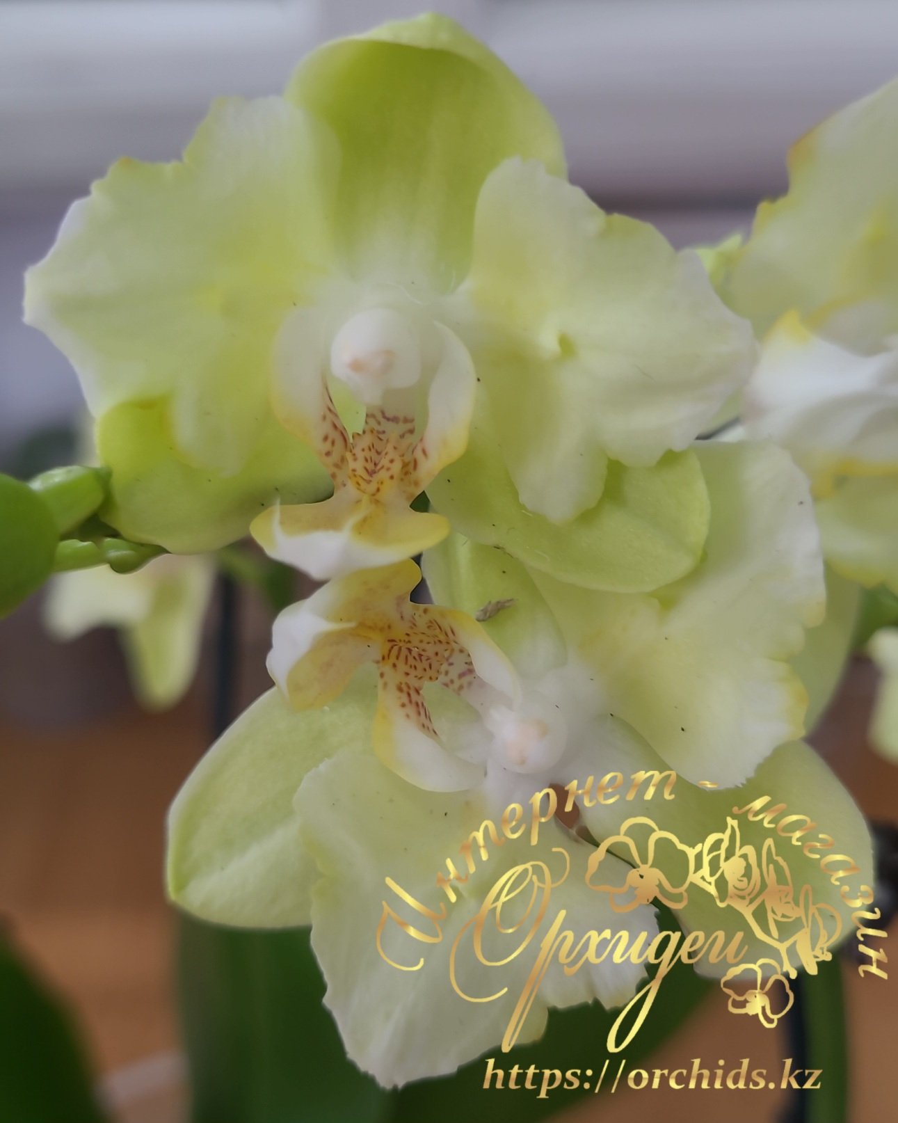 Phal. Green Apple 2 Phal. Green Apple — изображение 2