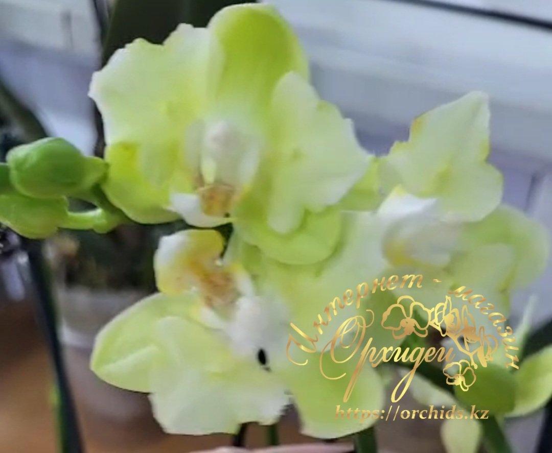 Phal. Green Apple 3 Phal. Green Apple — изображение 3