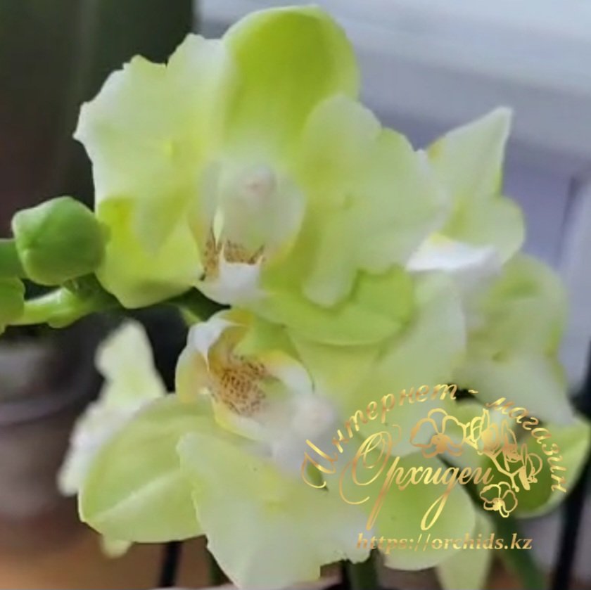 Phal. Green Apple 1 Phal. Green Apple