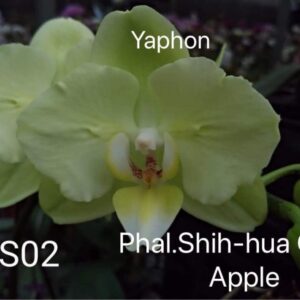 Phal. Shih-hua Green Apple