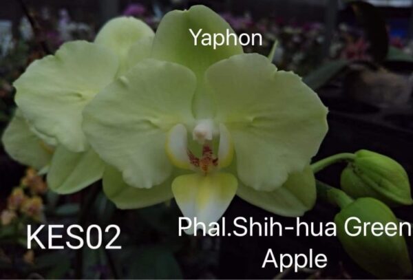 Phal. Shih-hua Green Apple