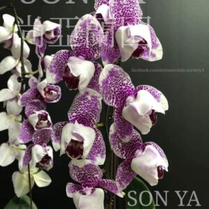 Phal. SA 36