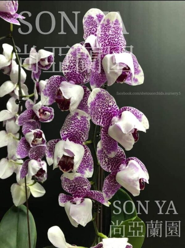 Phal. SA 36