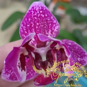 Phal. EMI