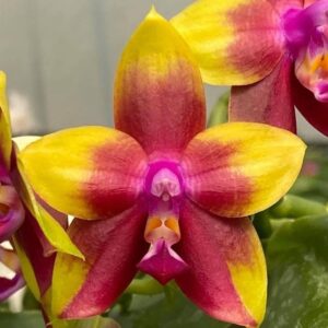 Phal. Allura Redpoint