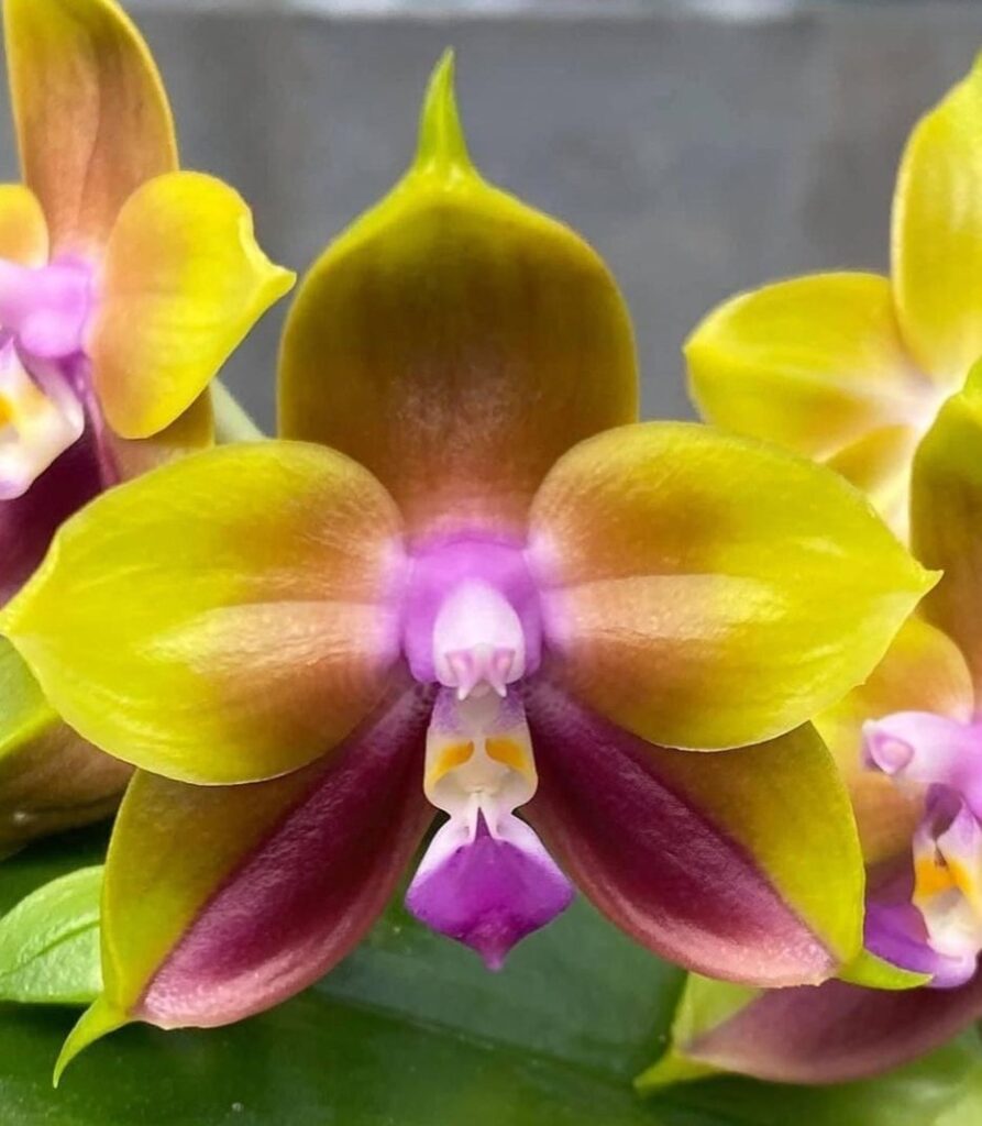 Phal. Sogo Lawrence / Орхидеи