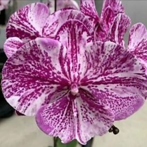 Phal. Allura Picasso