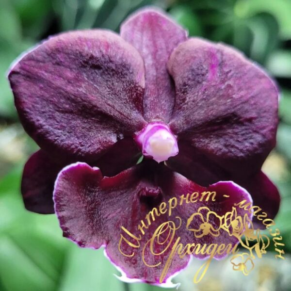 Phal. Miki Black Marble '469'