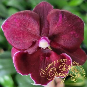 Phal. Miki Black Marble '469'