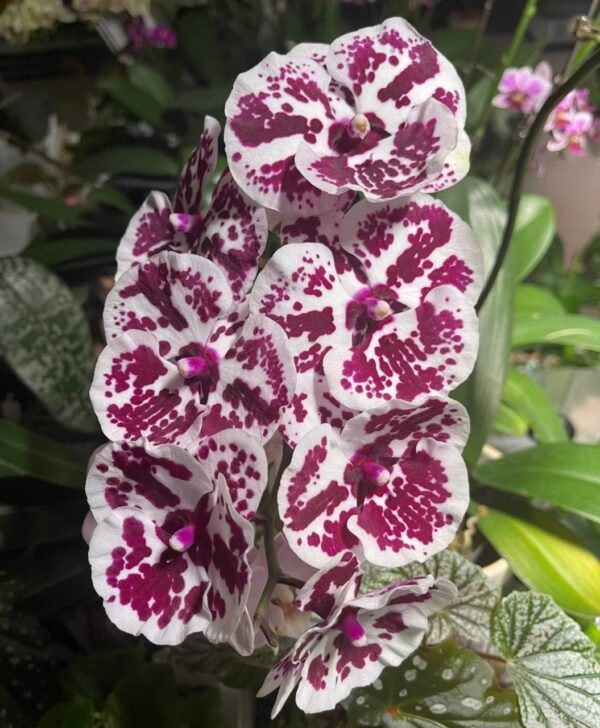 Phal. Lioulin R Lip — изображение 2