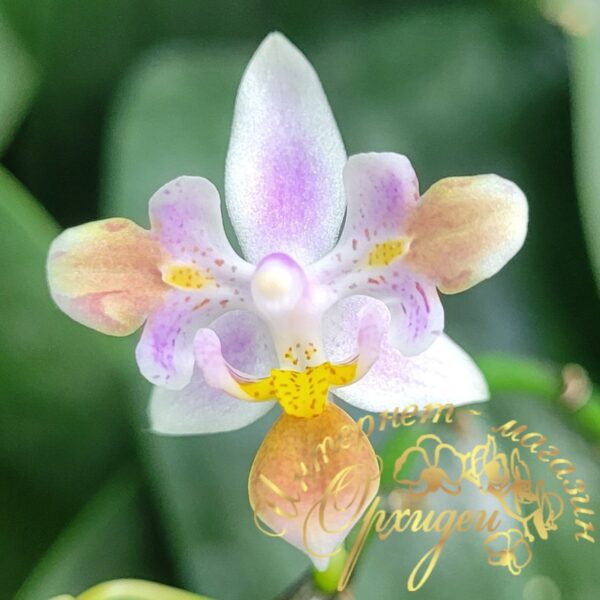 Phal. equestris peloric — изображение 2