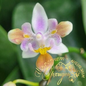 Phal. equestris peloric