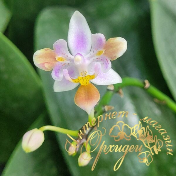 Phal. equestris peloric — изображение 3
