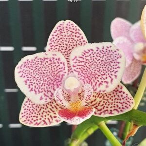 Phal. Tying Shin Jaguar