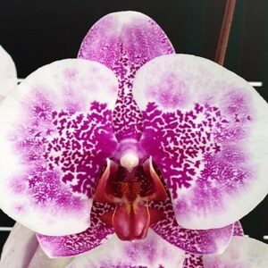 Phal. I-Hsin Stacy