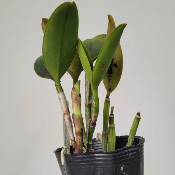 Cattleya YNS Green Leopard