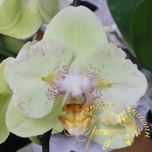 Phal. Jeannette Brandon ES