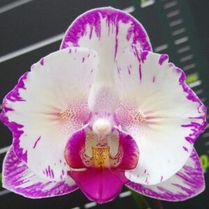 Phal. Champion Lightning (peloric - 2 eyes)